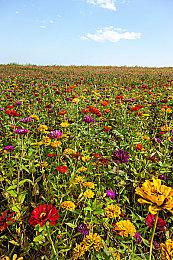 《羊蹄山之魂》发售后热度迅速下降 网友推测销量很差